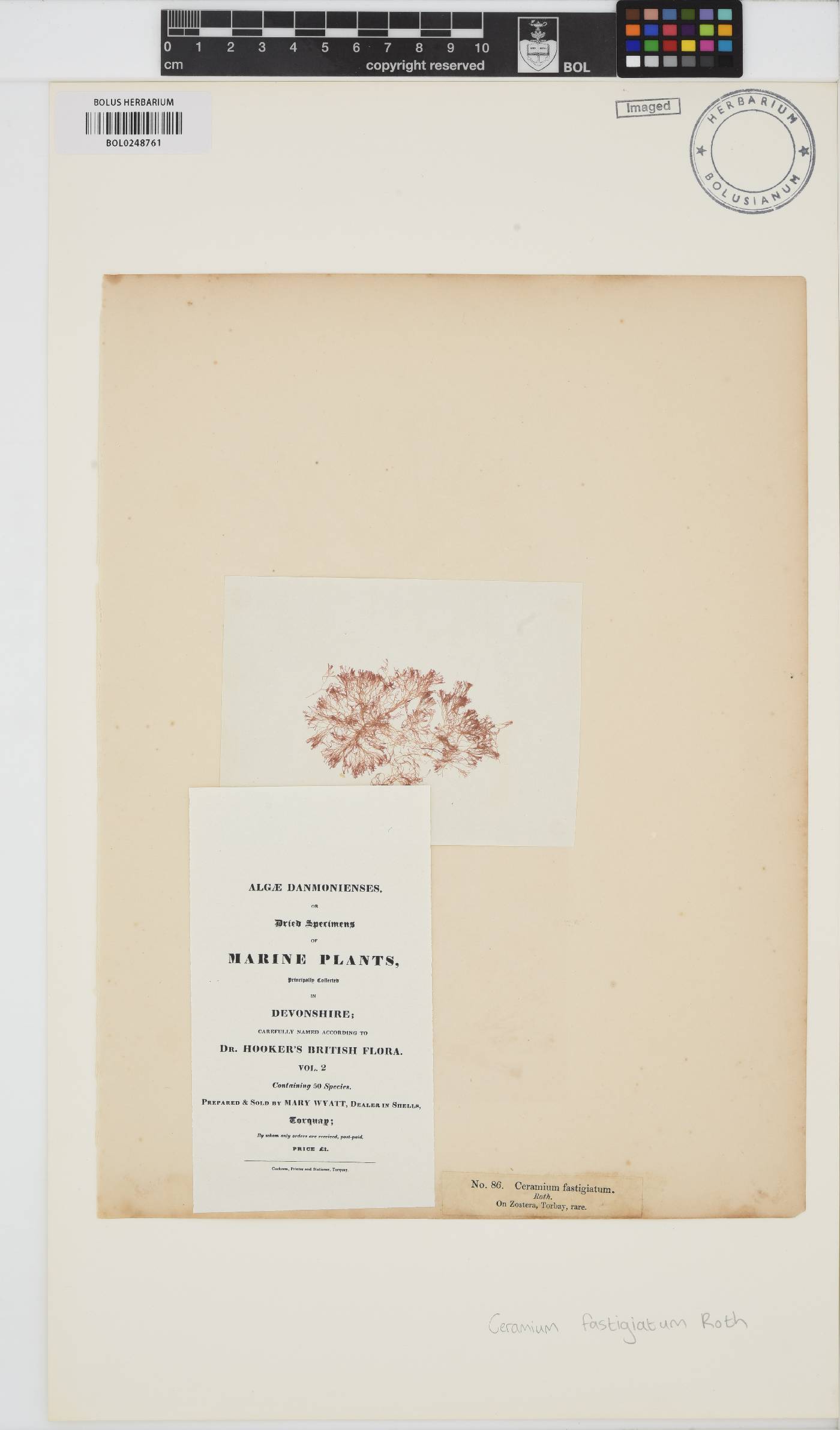 Vertebrata lanosa image