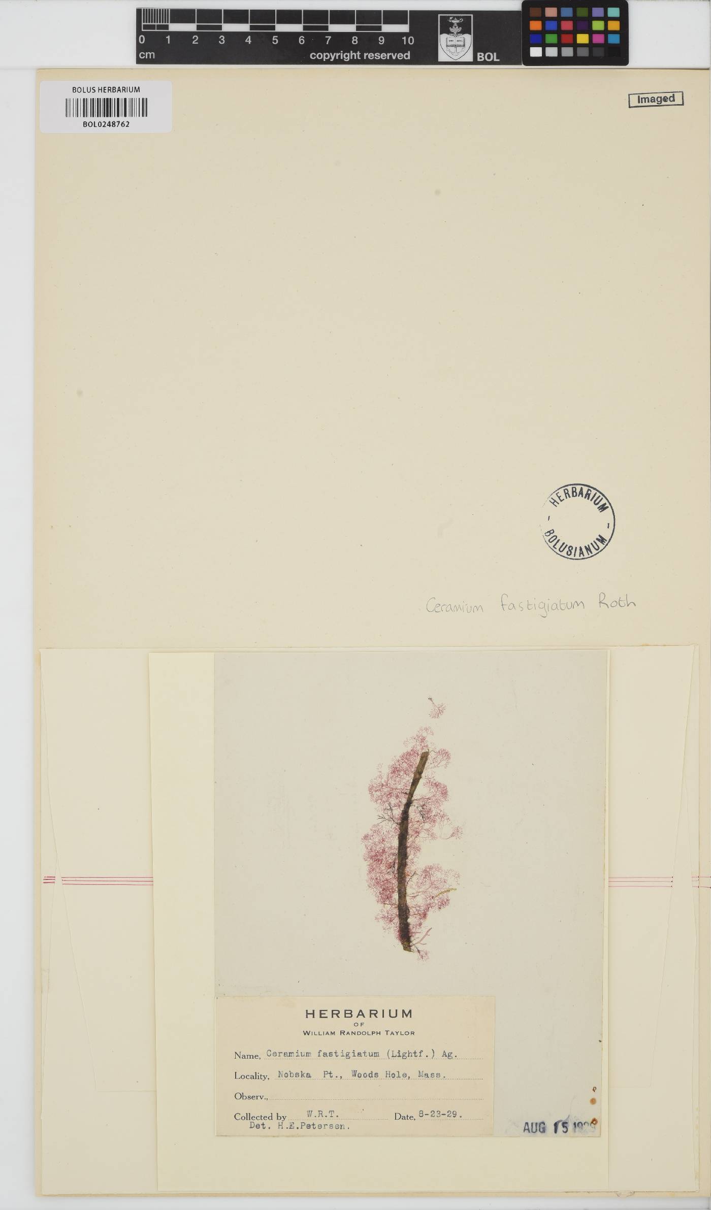 Vertebrata lanosa image