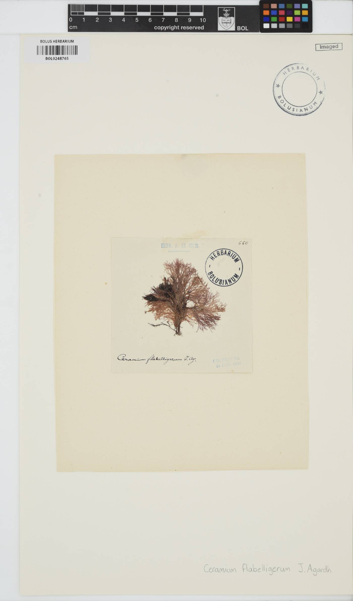 Ceramium gaditanum image