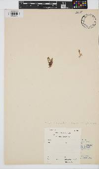 Gayliella flaccida image