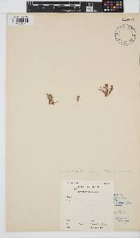 Gayliella flaccida image