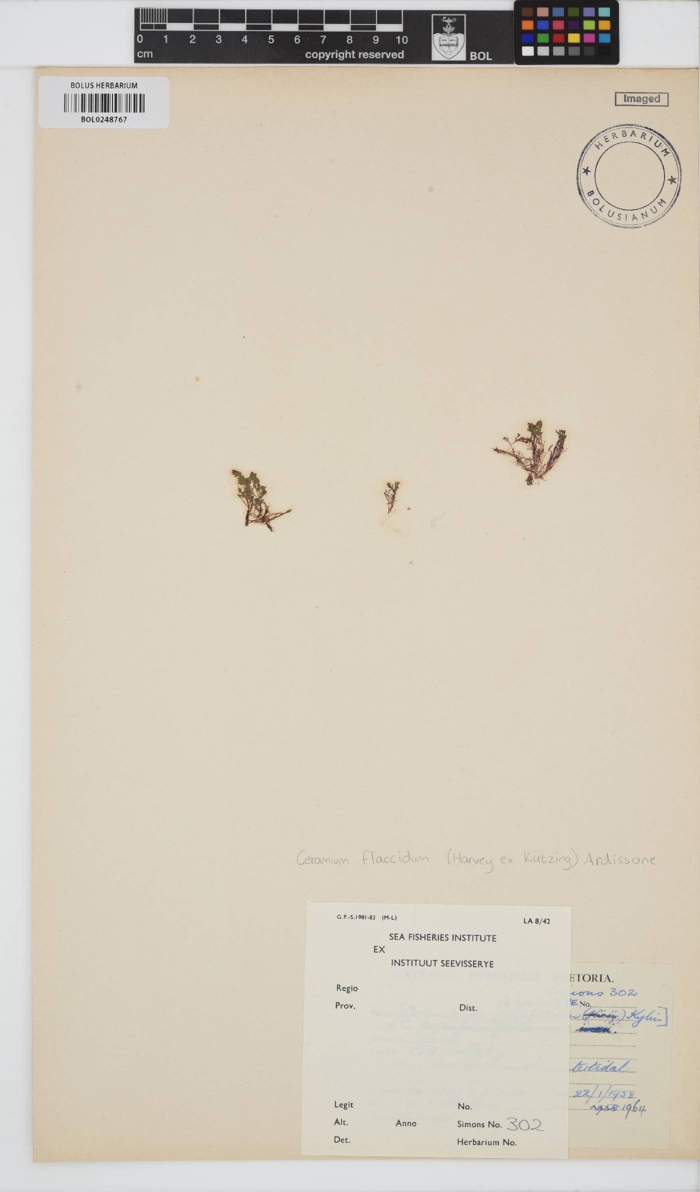 Gayliella flaccida image