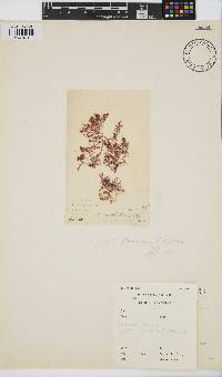 Gayliella flaccida image