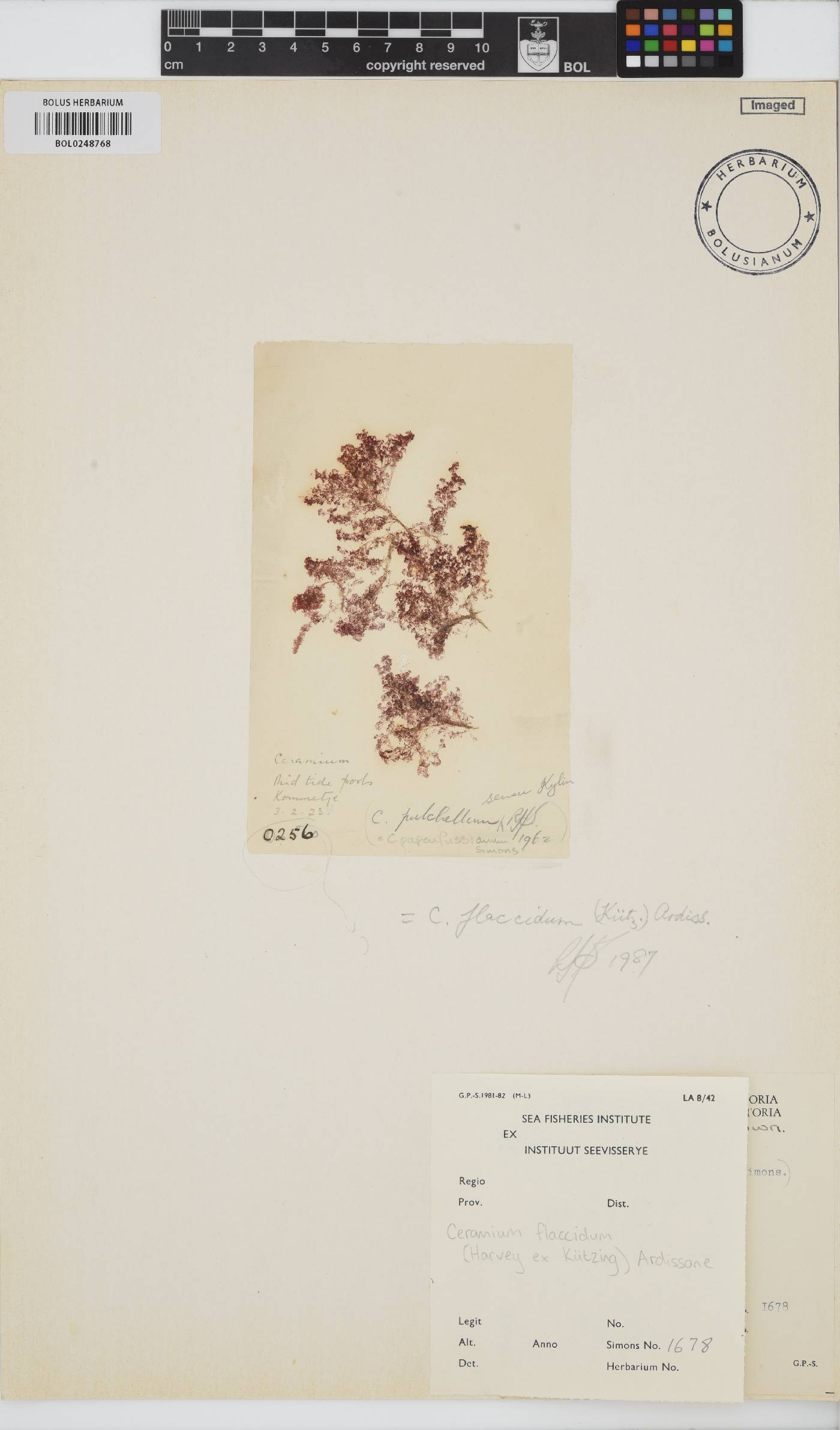 Gayliella flaccida image