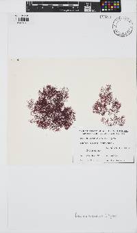 Image of Ceramium excellens