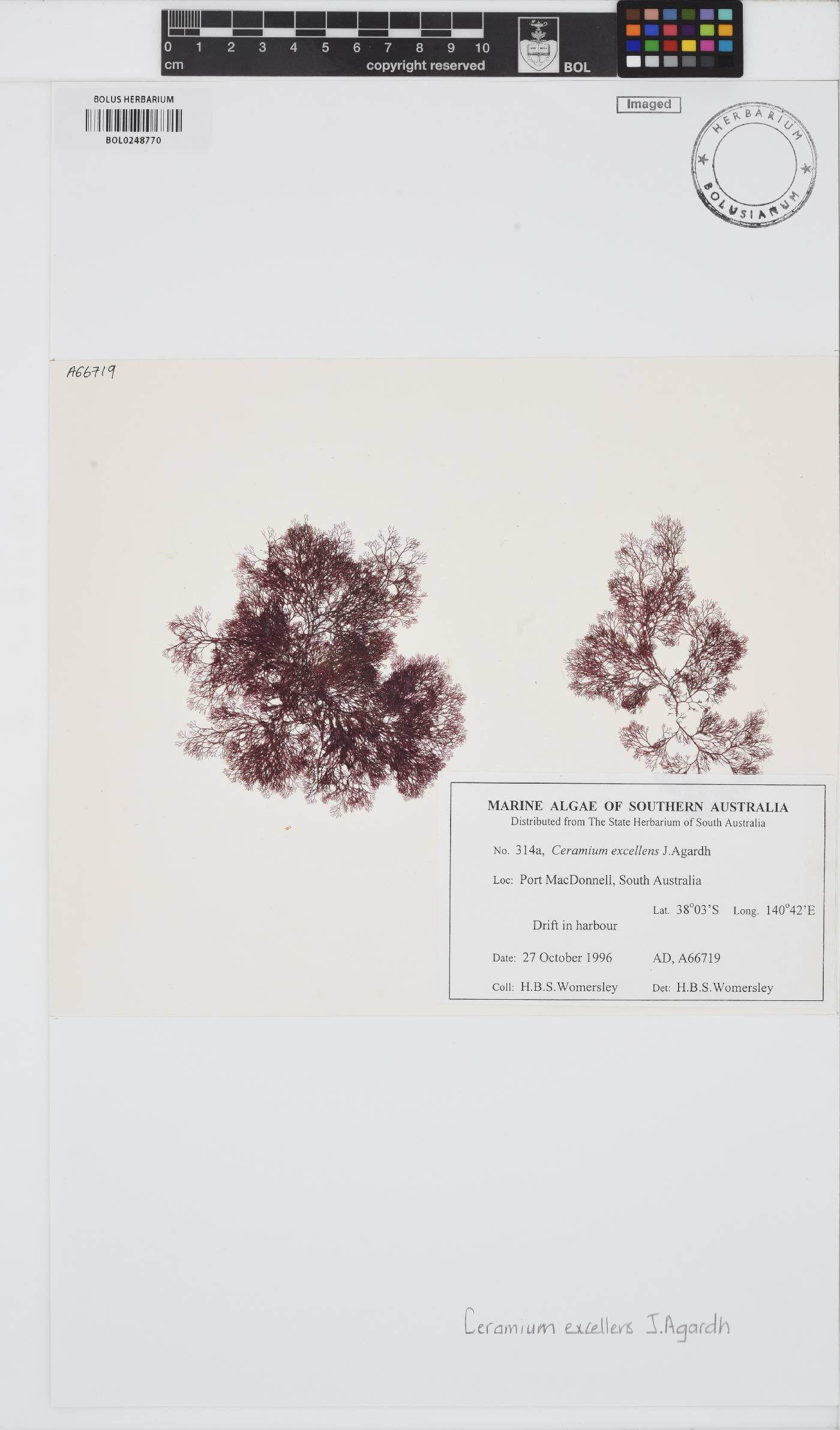 Ceramium excellens image