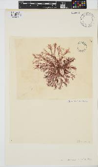 Ceramium diaphanum image
