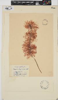 Ceramium diaphanum image