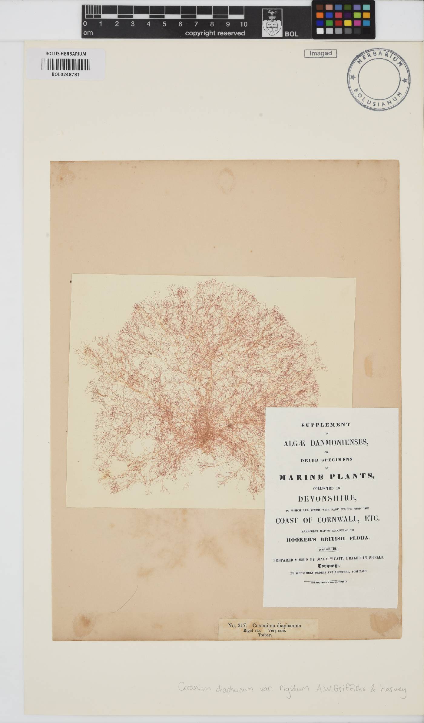 Ceramium diaphanum var. rigidum image