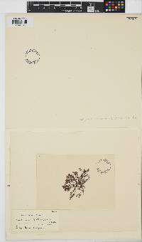 Image of Corallophila eatoniana