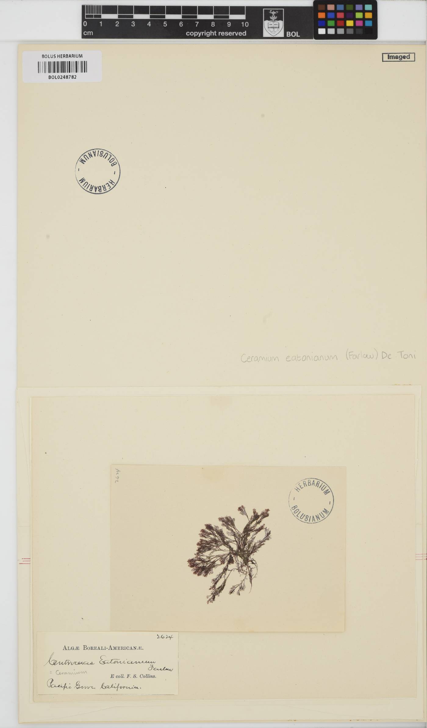 Corallophila image