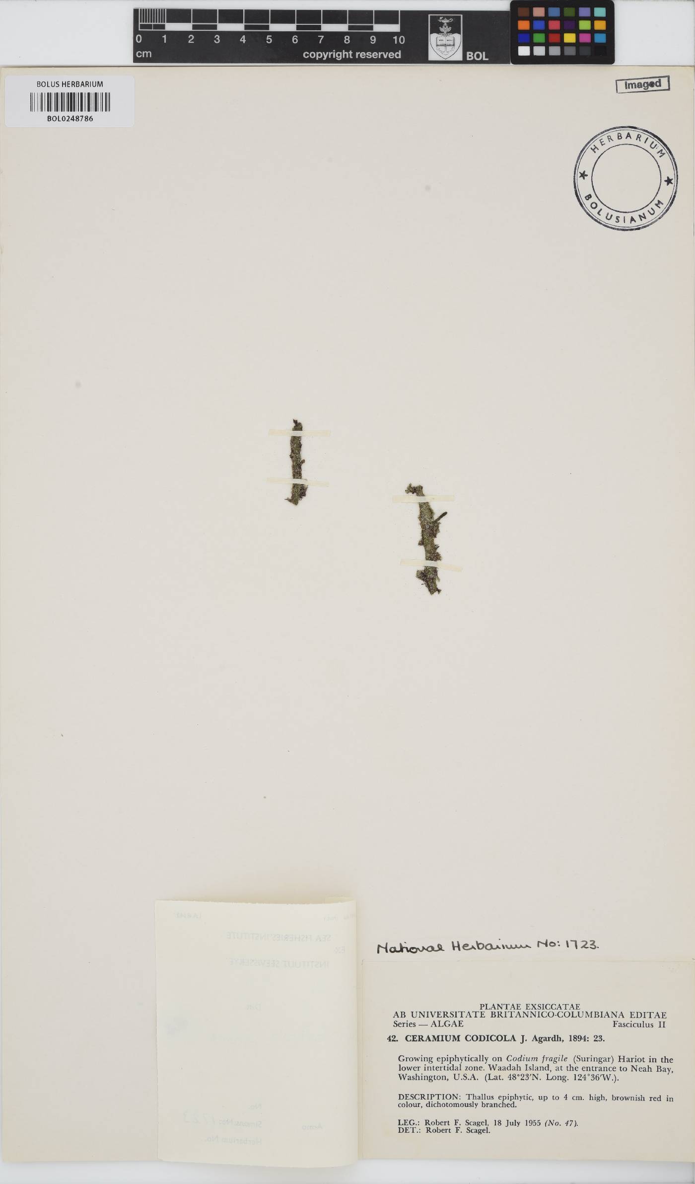 Ceramothamnion codicola image