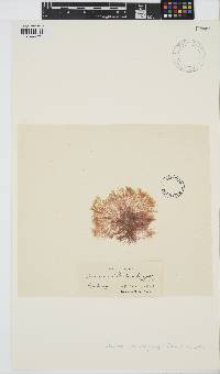 Image of Ceramium deslongchampsii