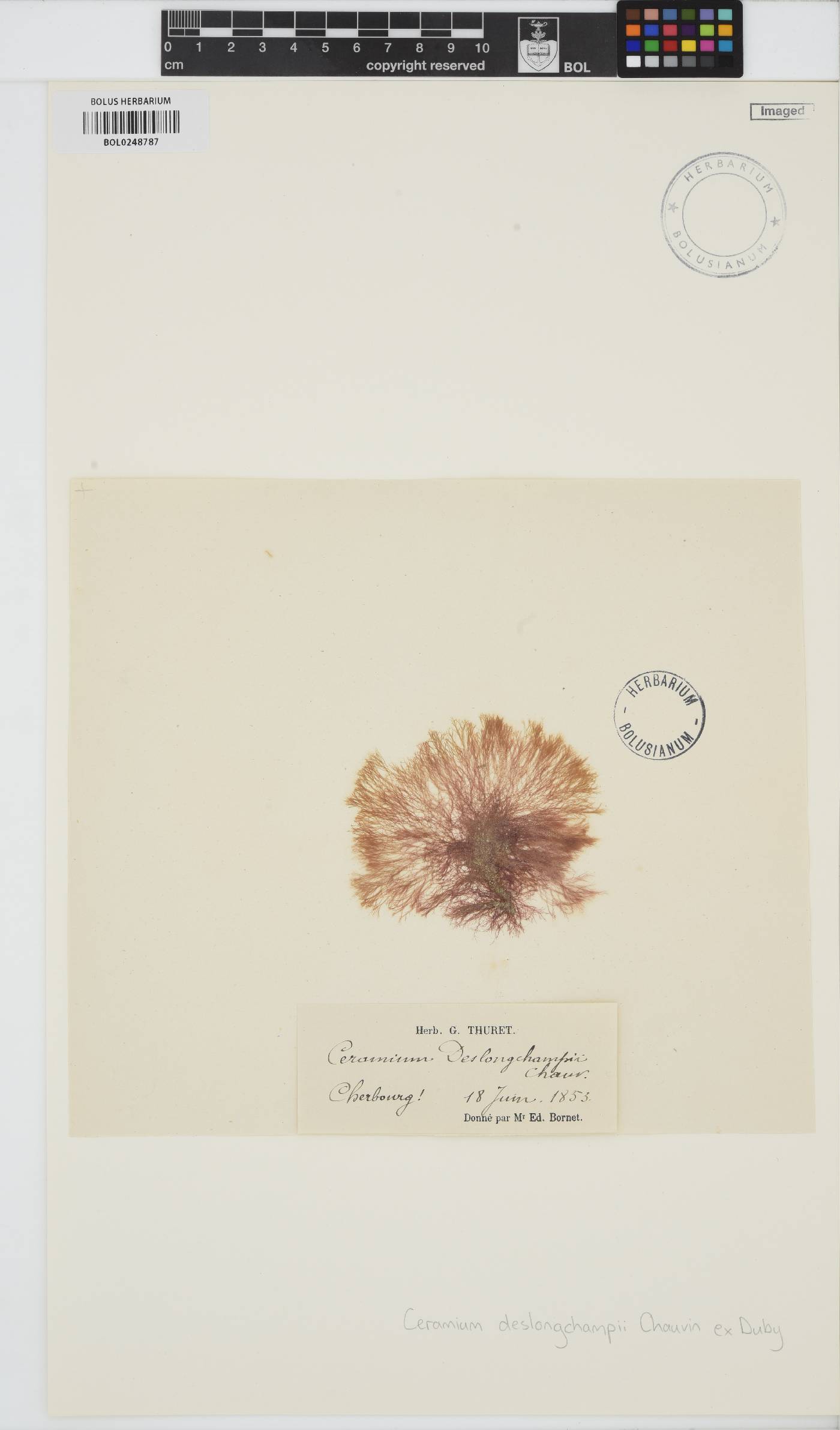Ceramium deslongchampsii image