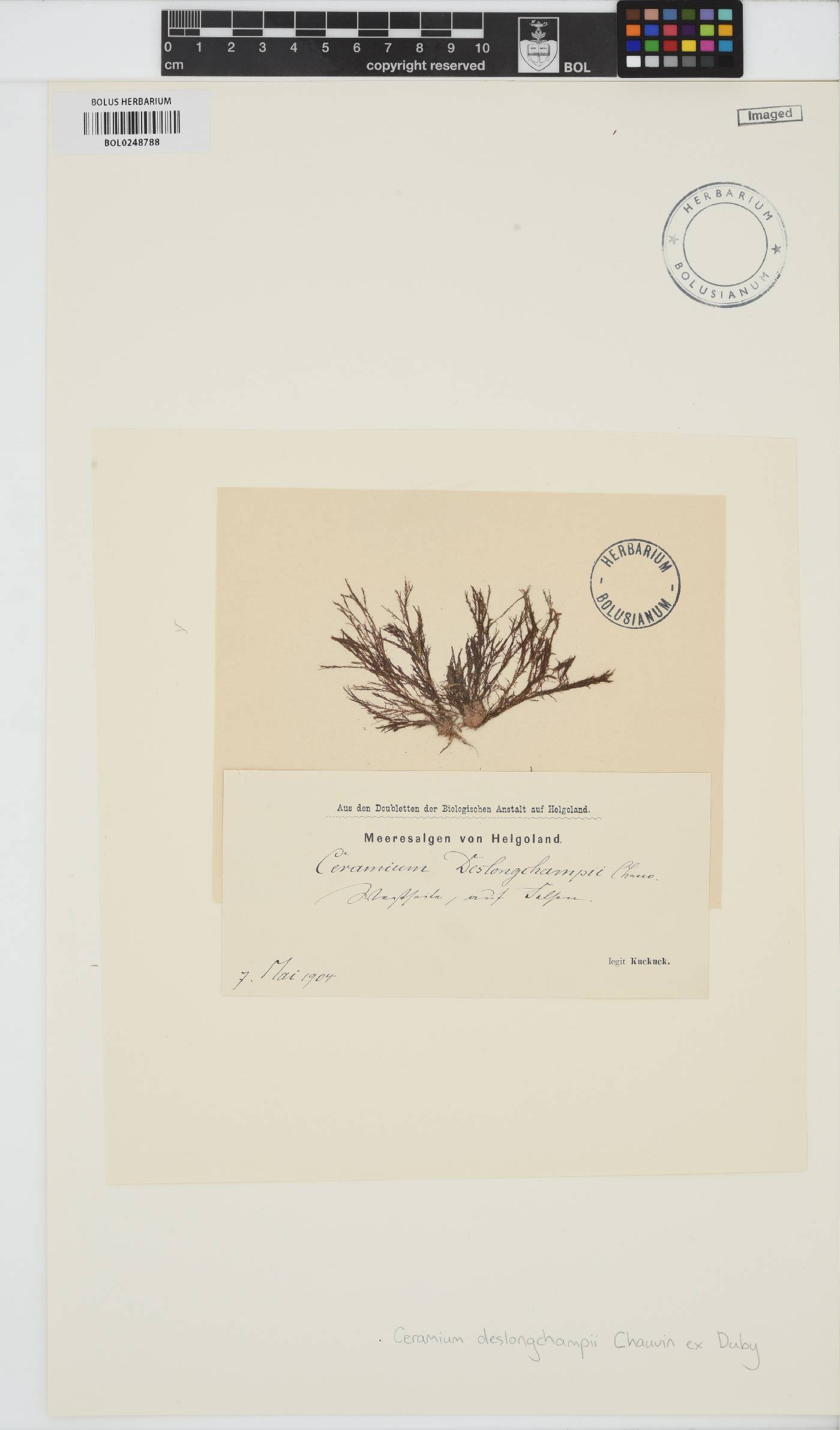Ceramium deslongchampsii image