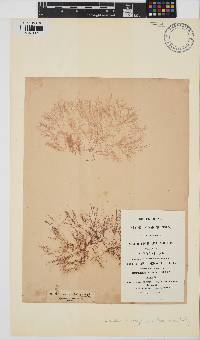 Ceramium deslongchampsii image