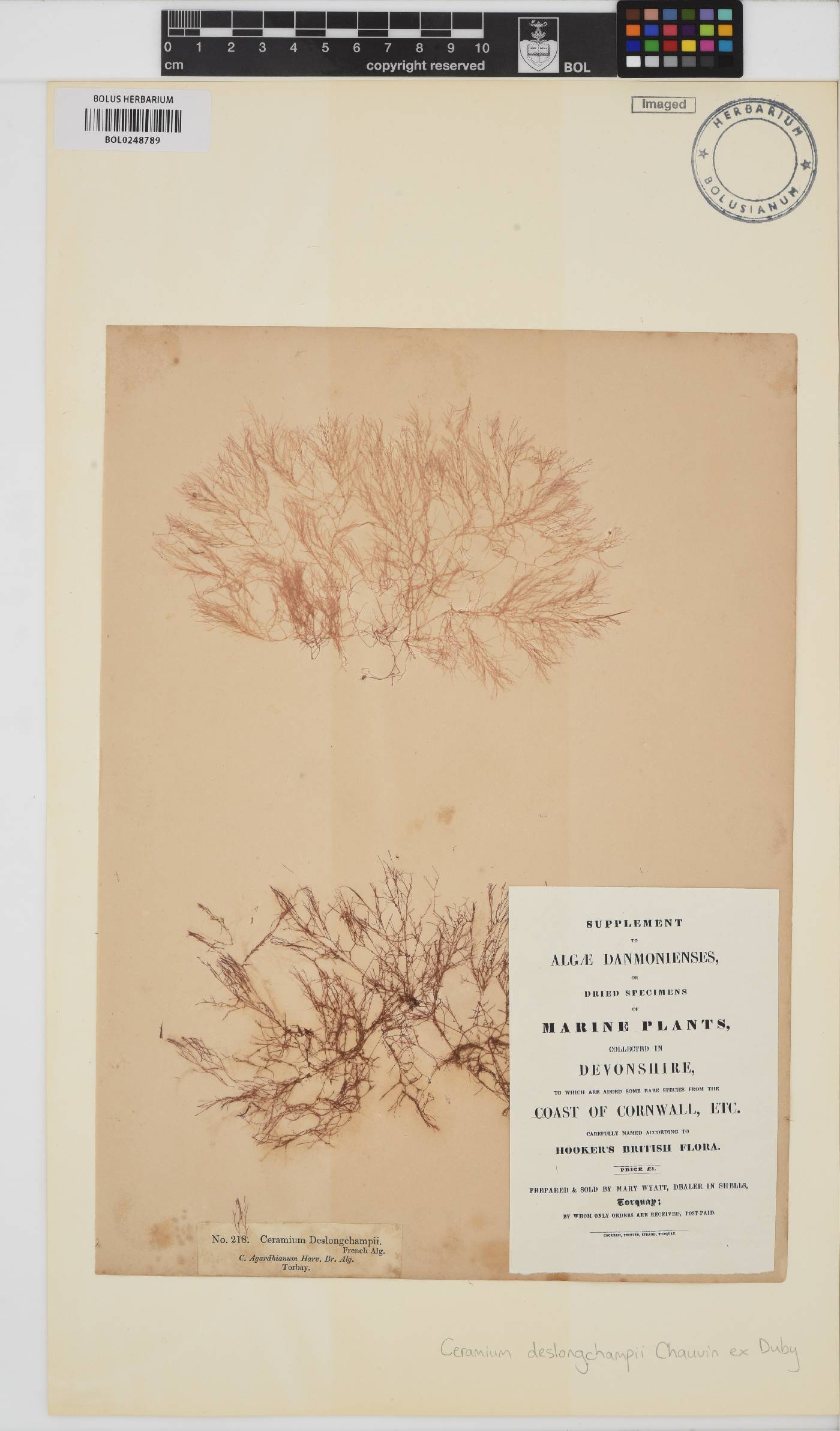 Ceramium deslongchampsii image