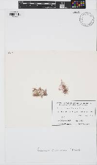Image of Ceramium cliftonianum