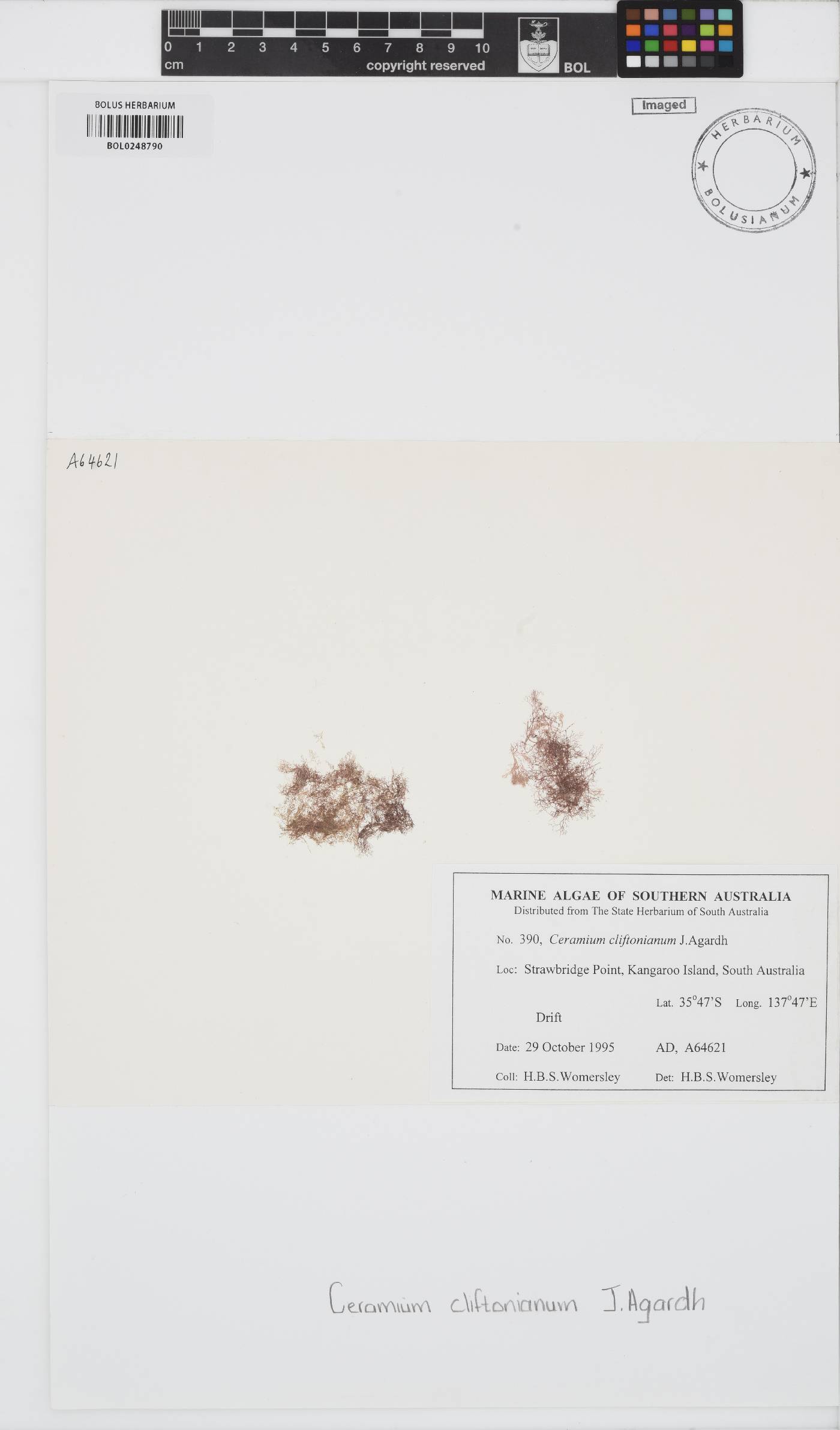 Ceramium cliftonianum image