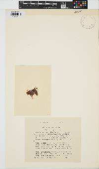 Centroceras clavulatum image