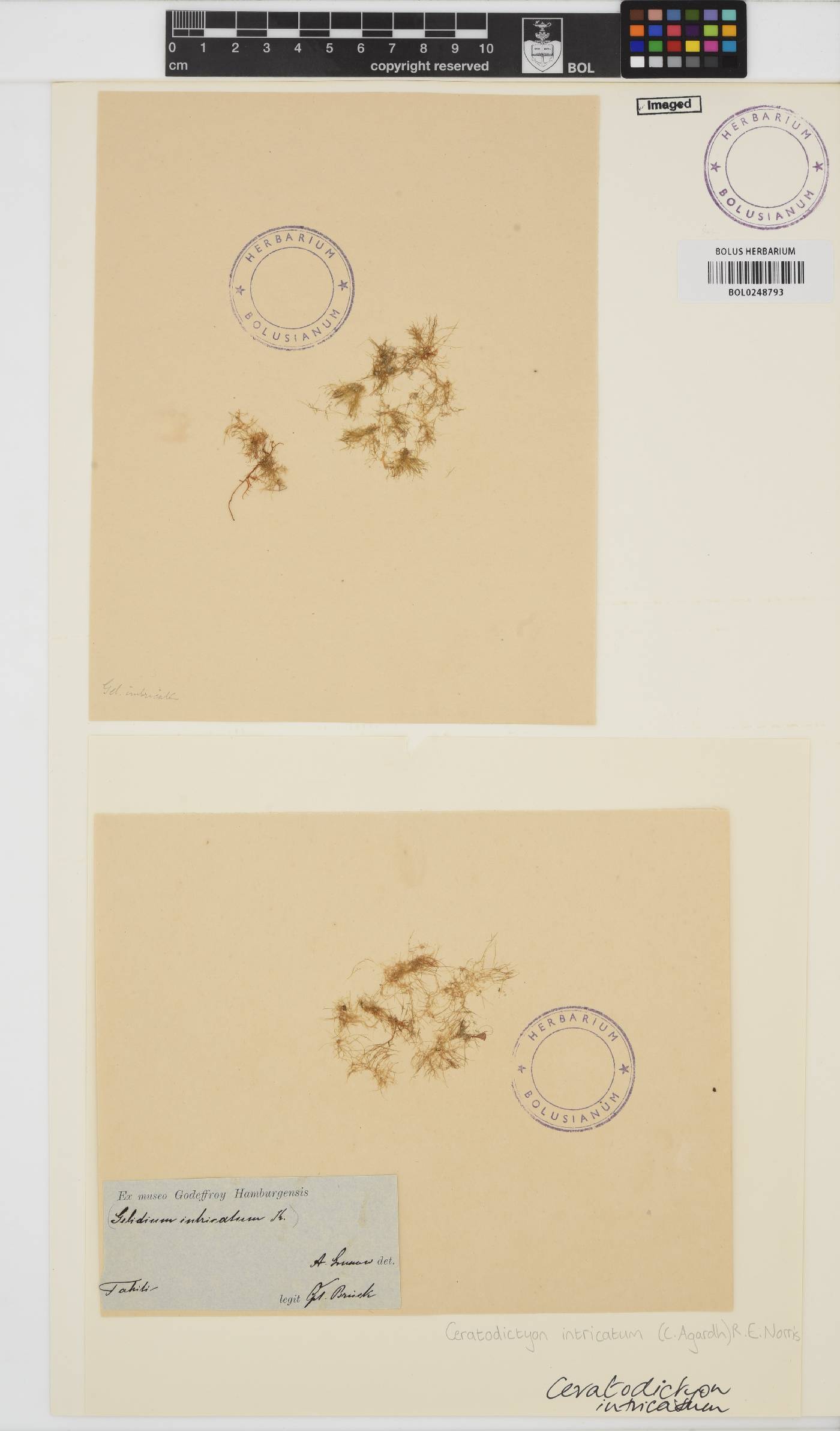 Ceratodictyon intricatum image