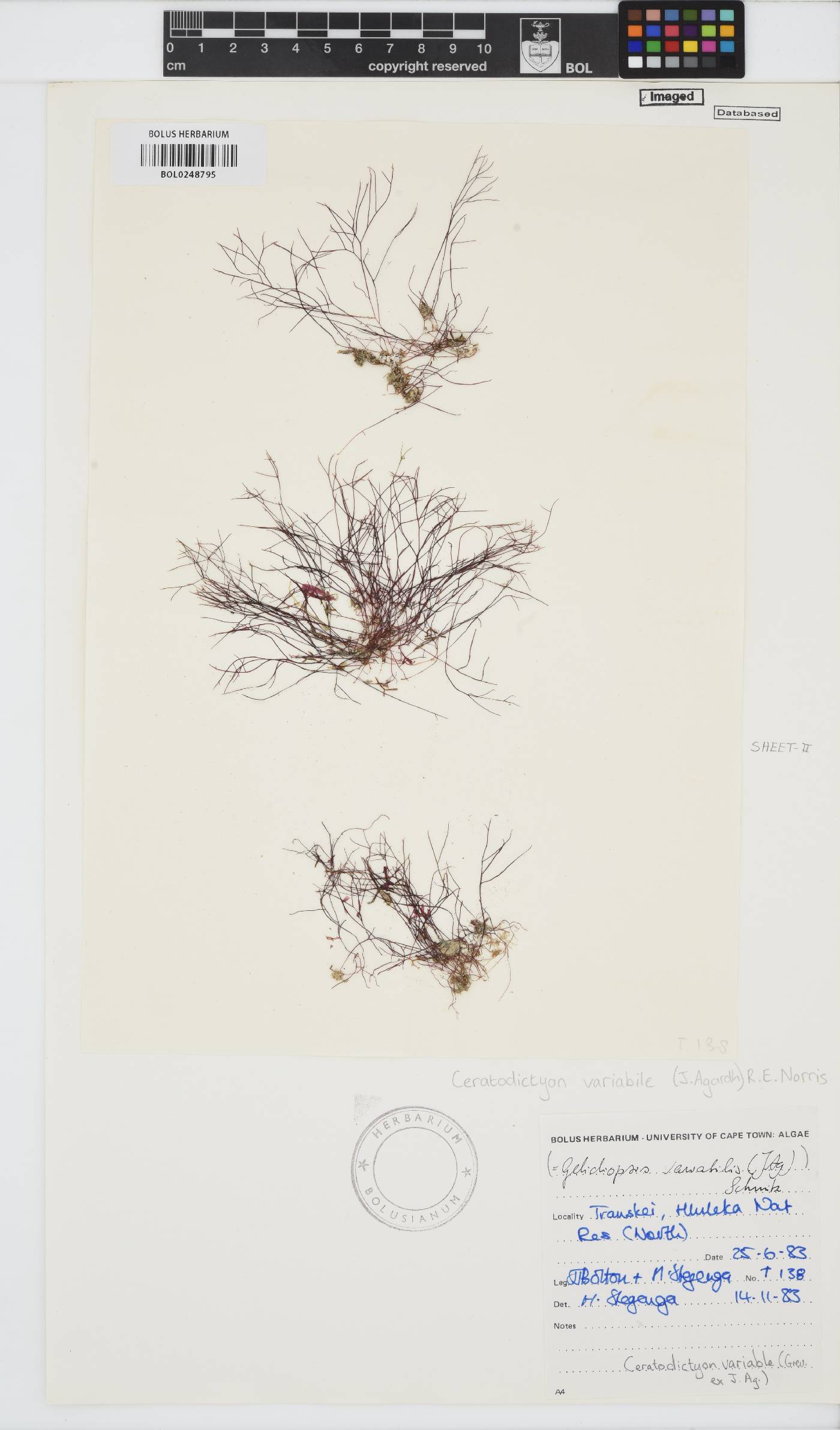 Ceratodictyon variabile image