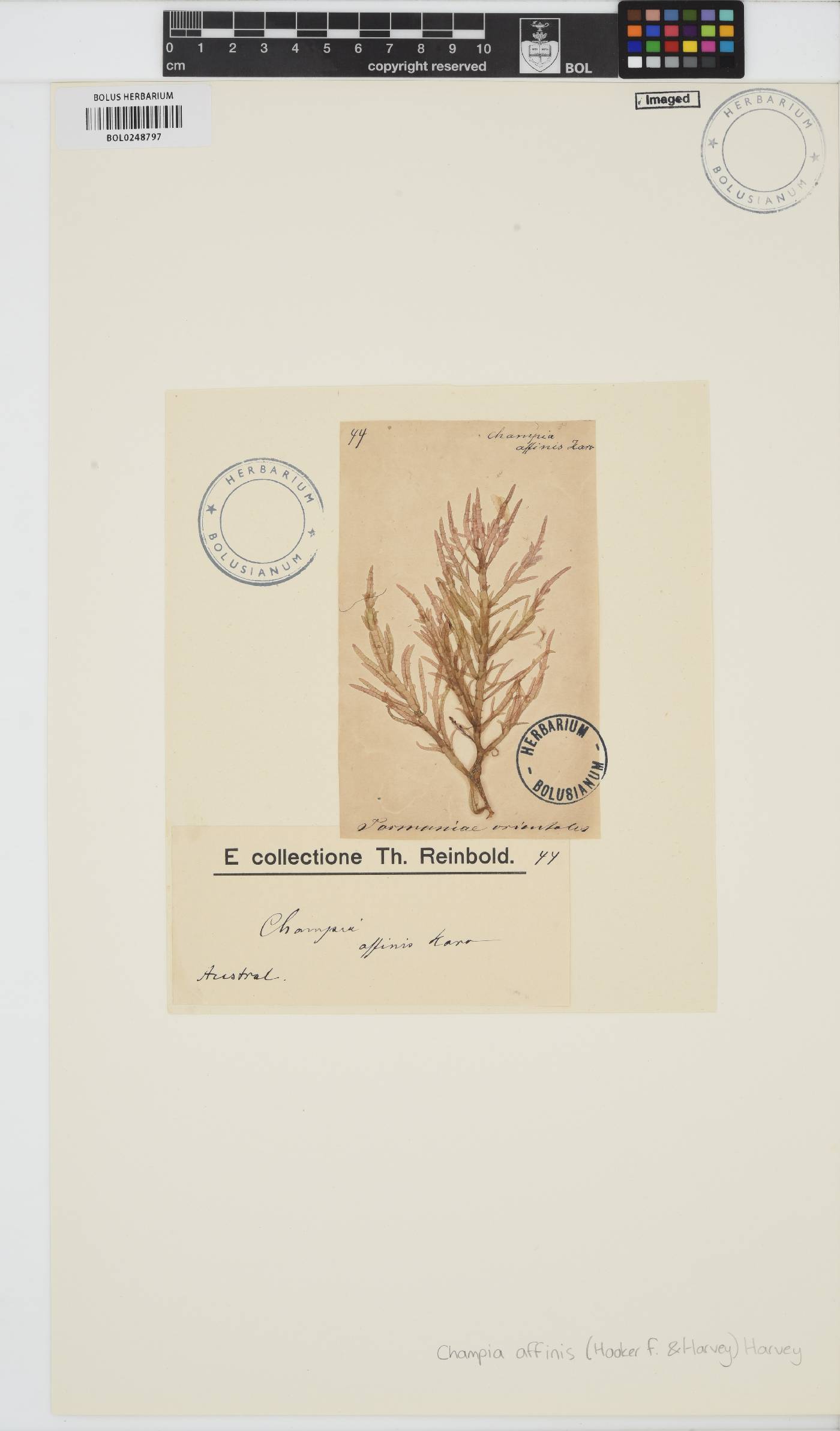 Champia affinis image