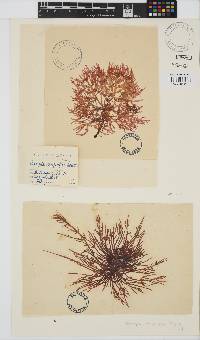 Champia compressa image