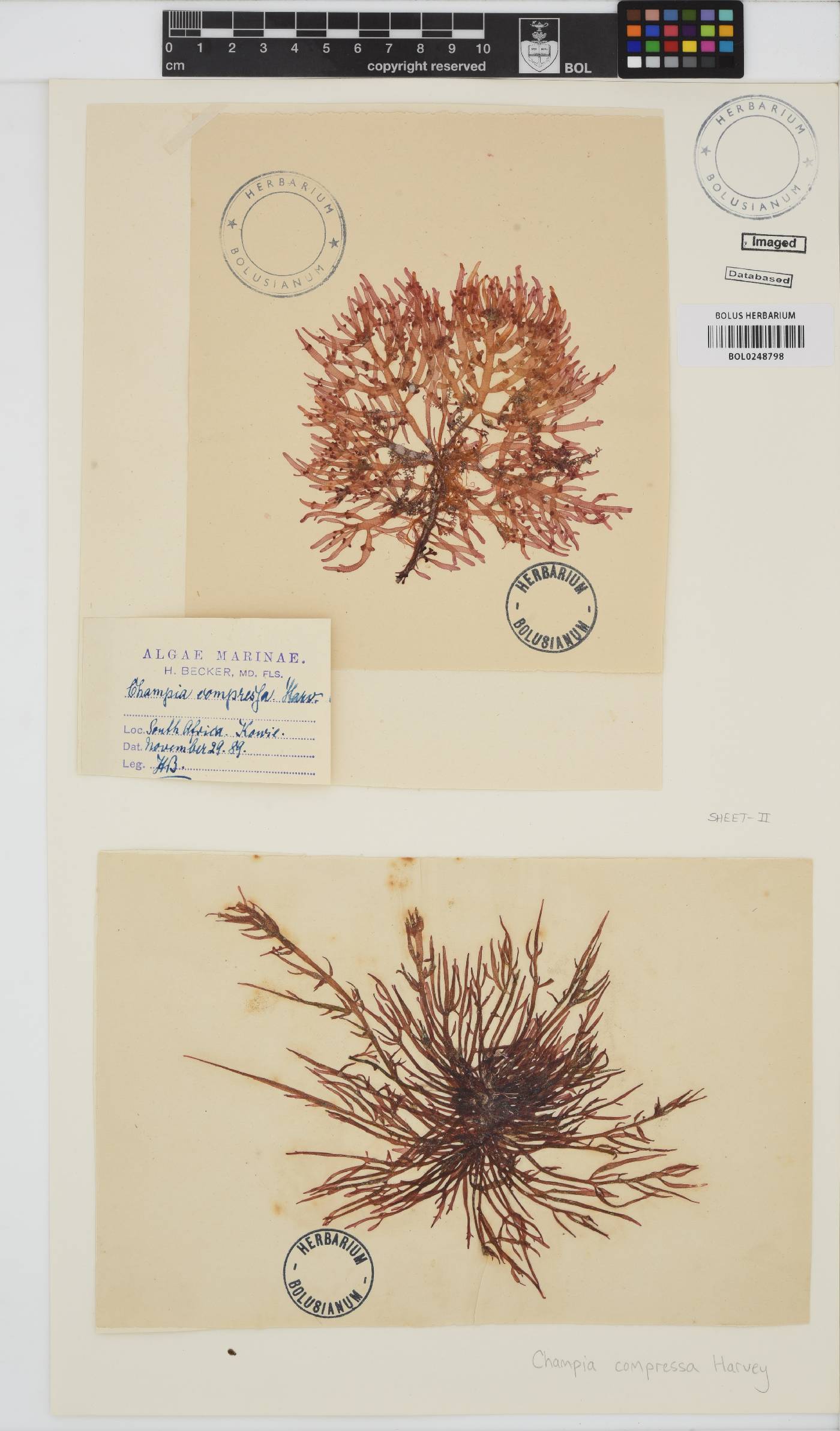 Champia compressa image