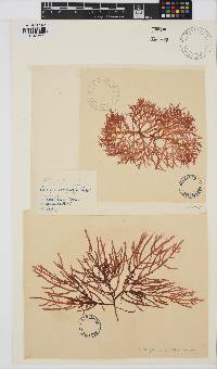 Champia compressa image