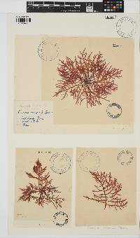 Champia compressa image
