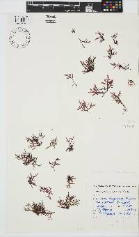Champia compressa image