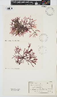 Image of Champia japonica