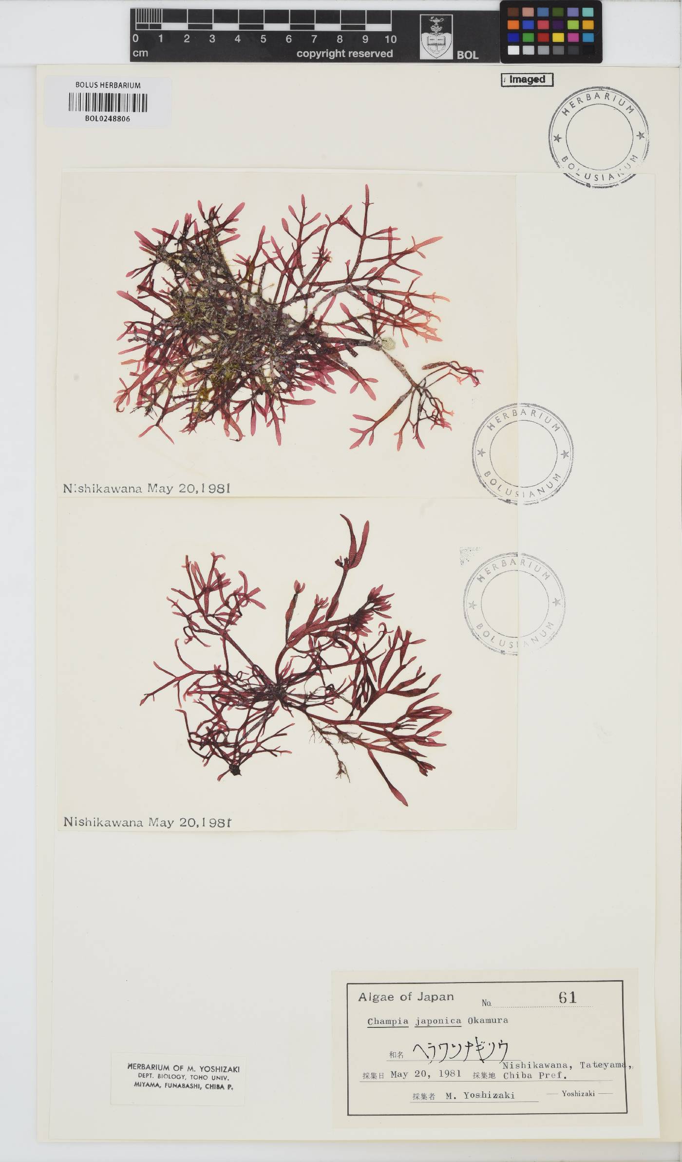 Champia japonica image