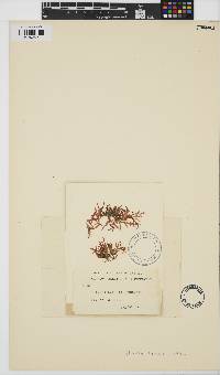 Image of Champia laingii