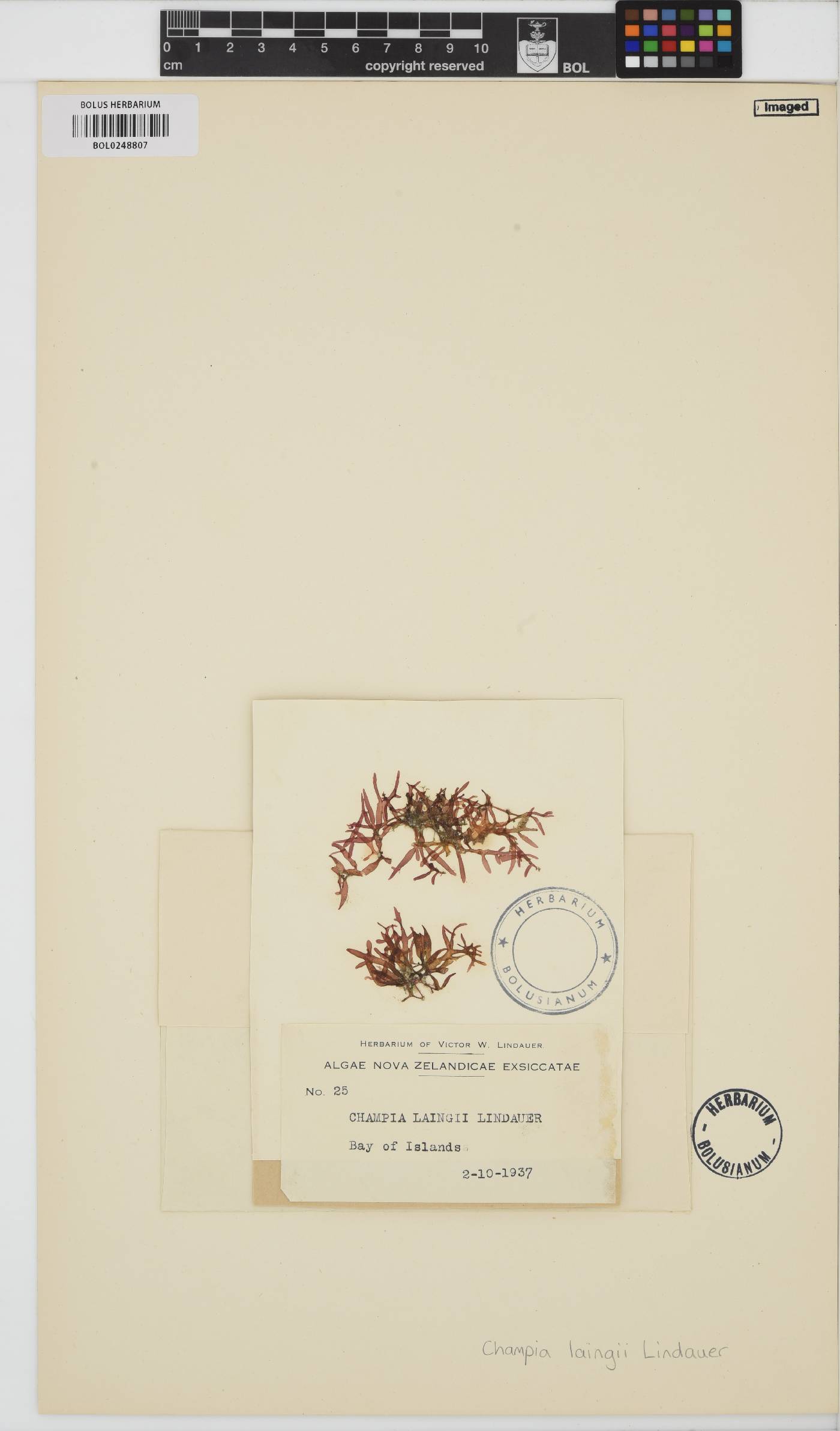 Champia laingii image