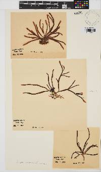 Champia lumbricalis image