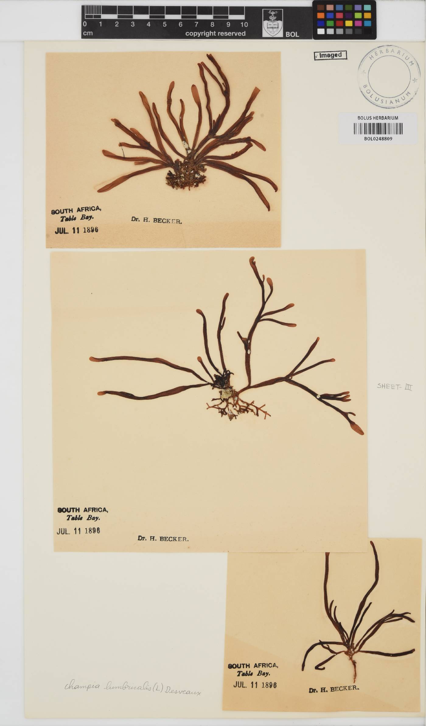 Champia lumbricalis image