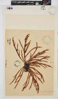 Champia lumbricalis image