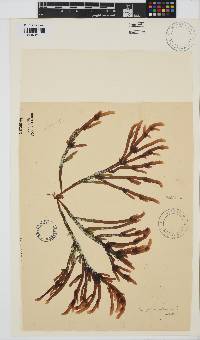 Champia lumbricalis image