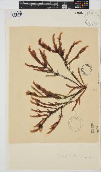 Champia lumbricalis image