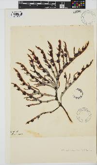 Champia lumbricalis image