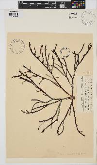 Champia lumbricalis image