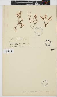 Image of Champia novae-zelandiae