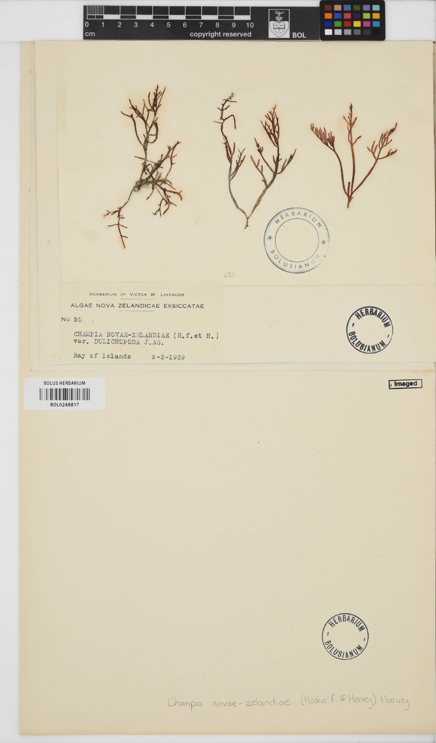 Champia novae-zelandiae image