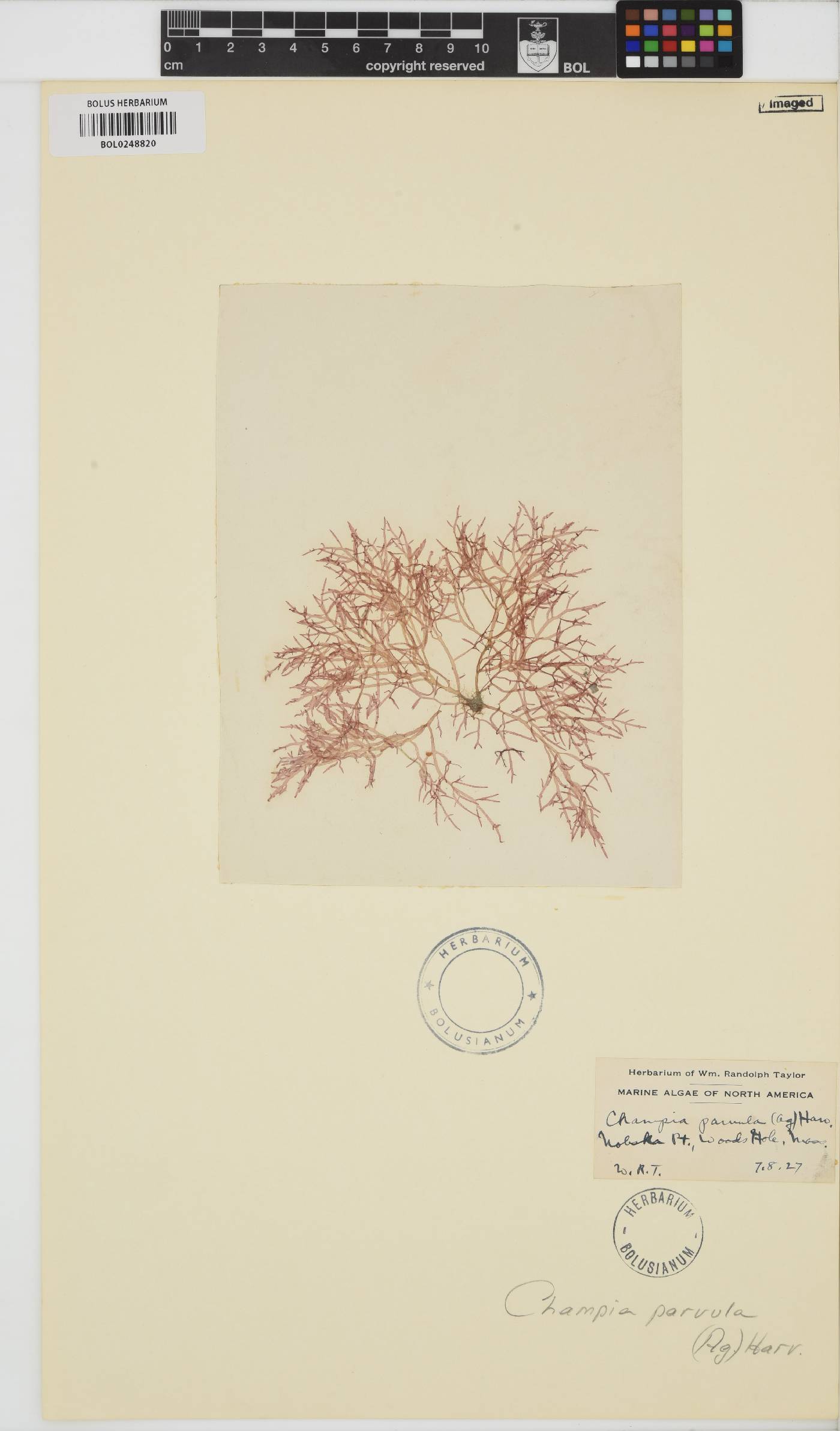 Champia parvula image