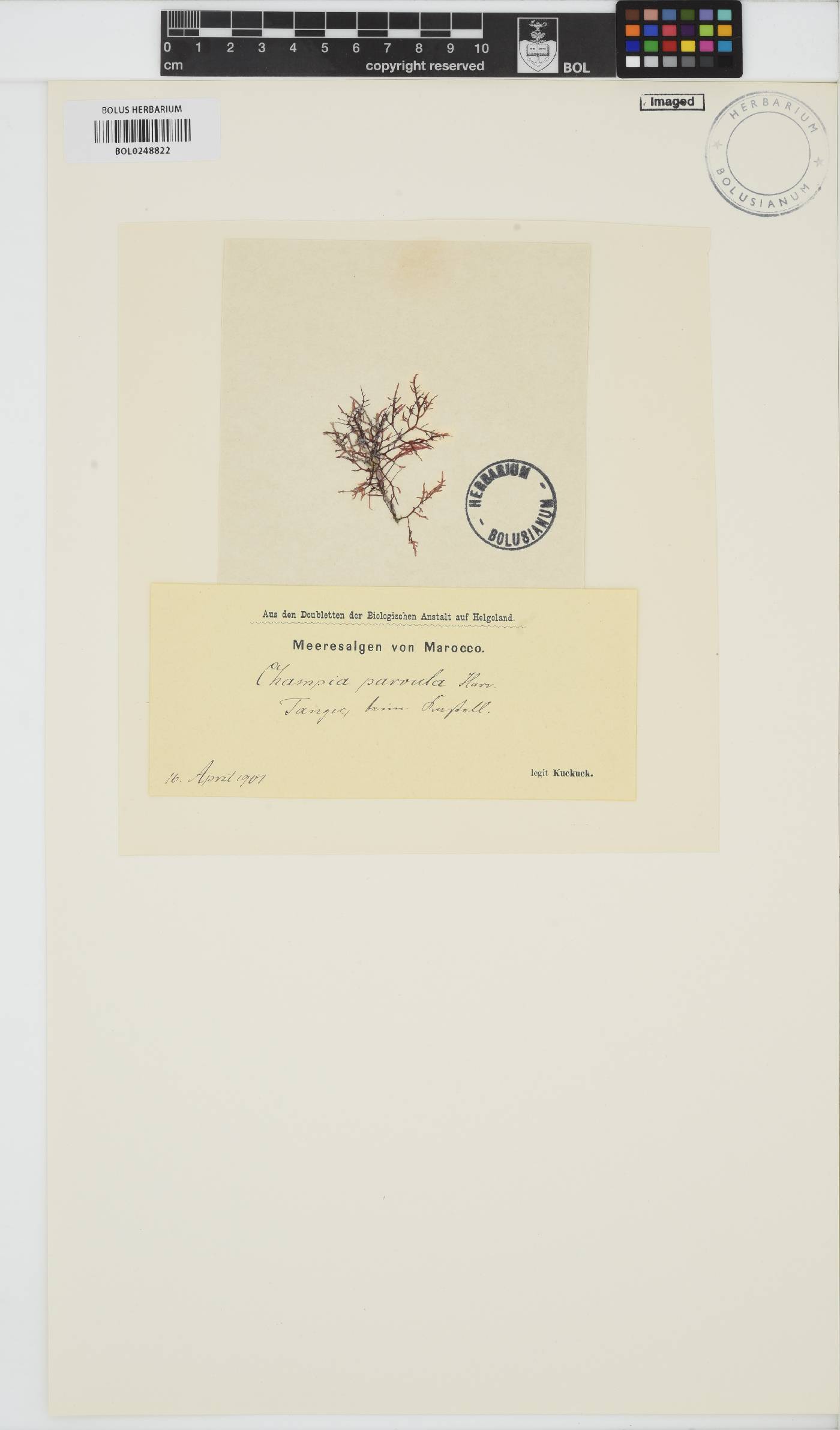 Champia parvula image