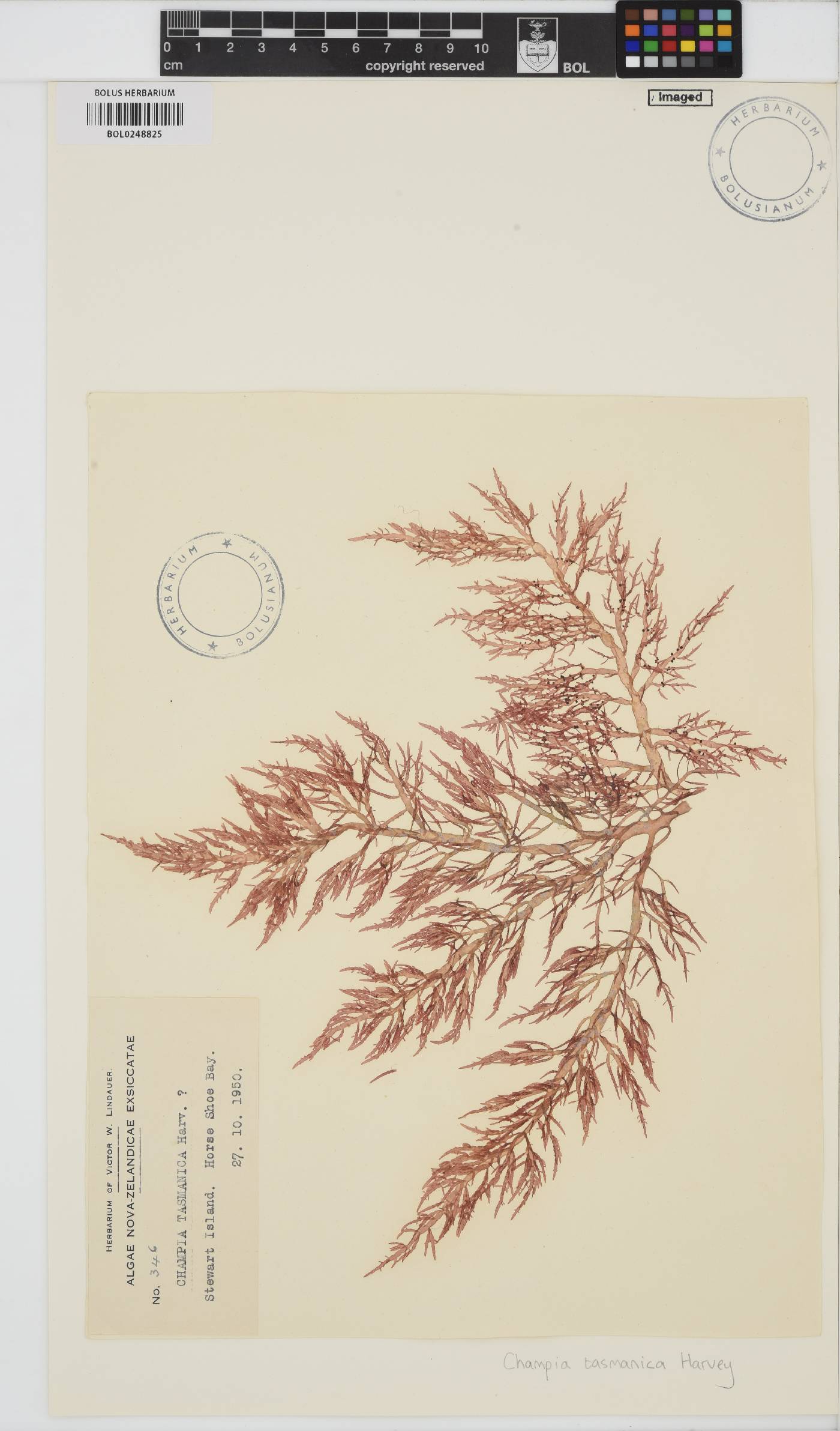 Champia viridis image