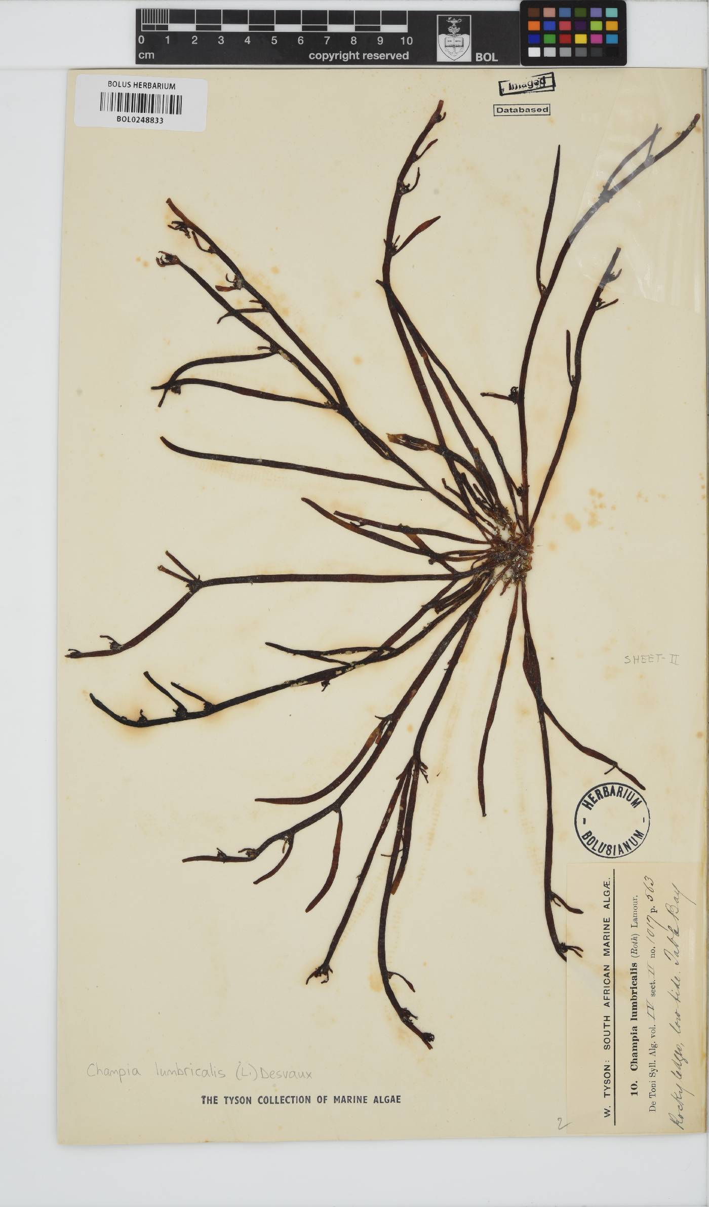 Champia lumbricalis image