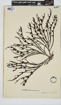 Champia lumbricalis image